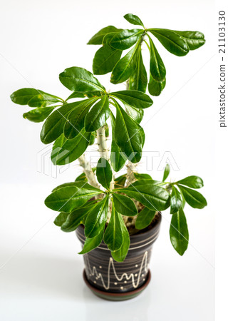 Euphorbia room in pot on light background Euphorbia room in pot on light background 21103130