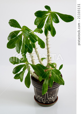 Euphorbia room in pot on light background Euphorbia room in pot on light background 21103131