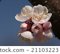 Cherry Blossom Flower 21103223