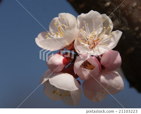 櫻花花 櫻花花 21103223