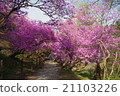 Tunnel of azalea of Chichibu Iwane Shrine 21103226