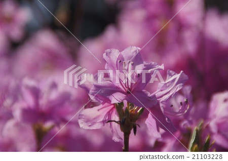 Chichibu Iwane Shrine的杜鵑花02 Chichibu Iwane Shrine的杜鵑花02 21103228