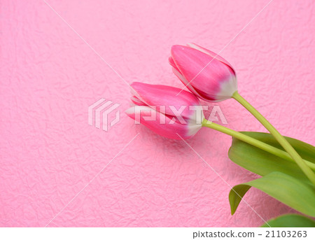 春天的花朵,鬱金香,粉紅色調。 春天的花朵,鬱金香,粉紅色調。 21103263