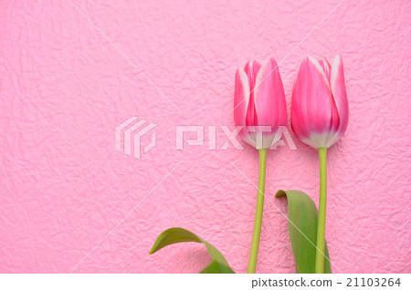 Spring flowers, tulips, pink tones. Spring flowers, tulips, pink tones. 21103264