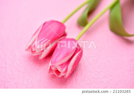 Spring flowers, tulips, pink tones. Spring flowers, tulips, pink tones. 21103265