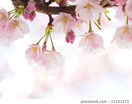 Sakura Up 21103273