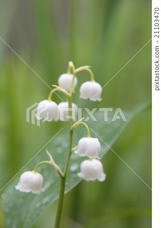 日本Suzuran 21103470