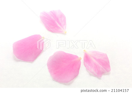 Petal of plum blossoms 21104157