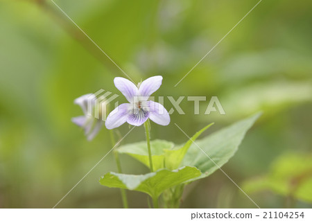 violet 21104254