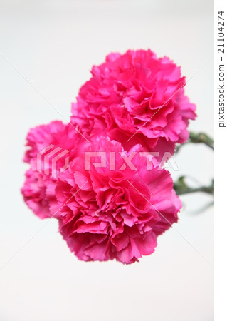 Carnation Carnation 21104274