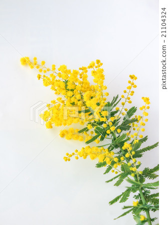 Mimosa 21104324