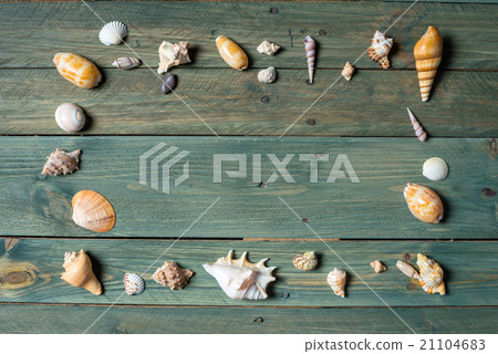 sea shells sea shells 21104683