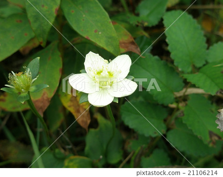 Umebachisou的花 21106214