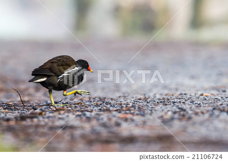moorhen on the path moorhen on the path 21106724