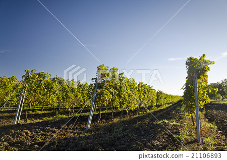 Harvesting period in the vineyard,  Bulgaria 21106893