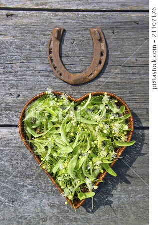 lime tree blossoms in wicker basket and  horseshoe 21107176