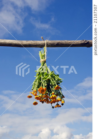 Bunch of calendula hanged on a wooden stick to dry Bunch of calendula hanged on a wooden stick to dry 21107307