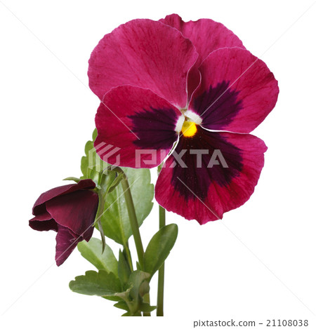 red beautiful flower pansy with a bud isolated red beautiful flower pansy with a bud isolated 21108038
