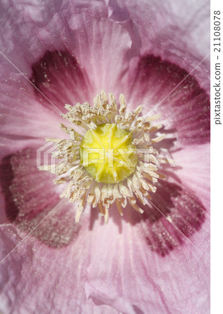 Pink poppy flower. macro vertical. 21108078