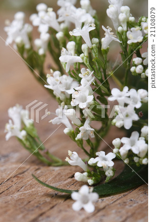 Valeriana officinalis white flowers closeup 21108079