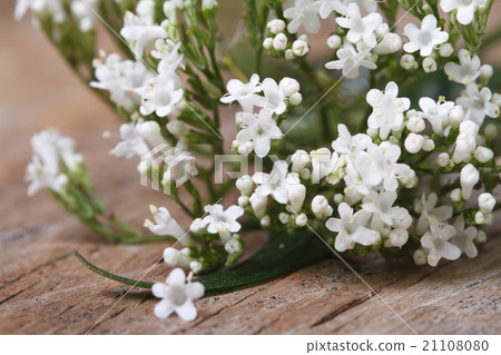 white flowers Valeriana officinalis macro 21108080