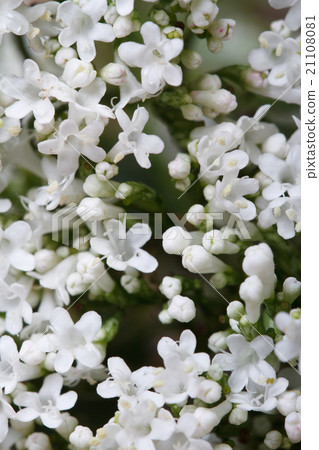 white flowers Valeriana officinalis macro. white flowers Valeriana officinalis macro. 21108081