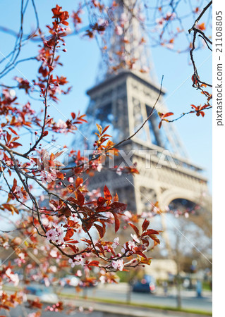 Cherry blossom in Paris 21108805