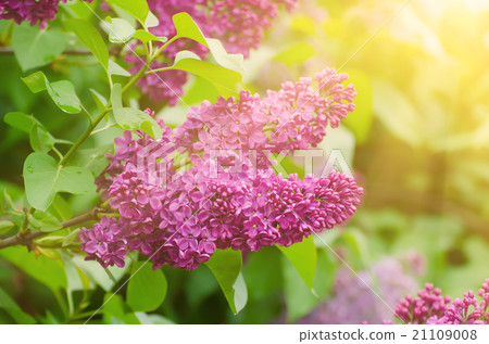Branch of lilac flowers Branch of lilac flowers 21109008