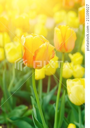 Yellow and red  flowers 21109027