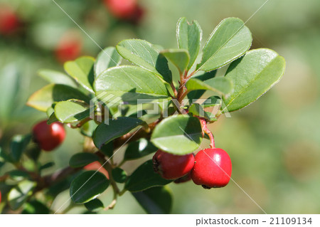 Lingonberry shrub with red berries outdoors 21109134