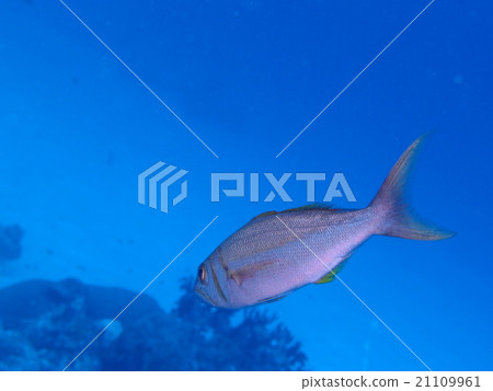 我在帕勞相遇,吃了美味的魚 我在帕勞相遇,吃了美味的魚 21109961