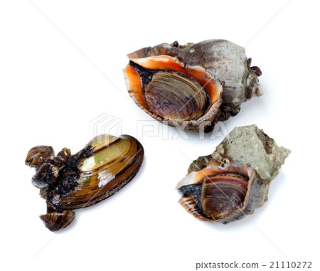 Two veined rapa whelk and anodonta (river mussel) Two veined rapa whelk and anodonta (river mussel) 21110272