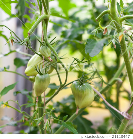 Green tomato in hothouse 21110447