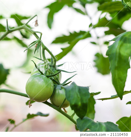 Green tomato in hothouse Green tomato in hothouse 21110450