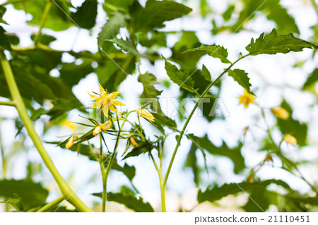 Flower of cucumber growing on beds in the garden Flower of cucumber growing on beds in the garden 21110451