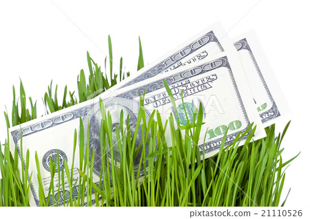 Growing Money in grass Growing Money in grass 21110526