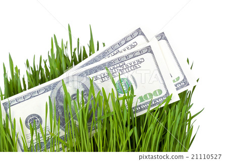 Growing Money in grass 21110527