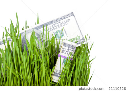 Growing Money in grass Growing Money in grass 21110528