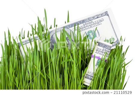 Growing Money in grass Growing Money in grass 21110529
