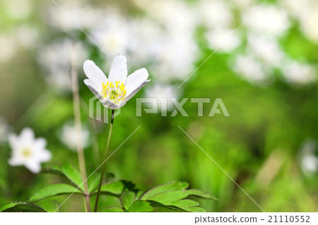 Anemone sylvestris in spring forest Anemone sylvestris in spring forest 21110552