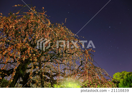 Weeping plum of the night Weeping plum of the night 21110839