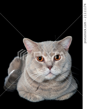 Gray British Cat 21111174