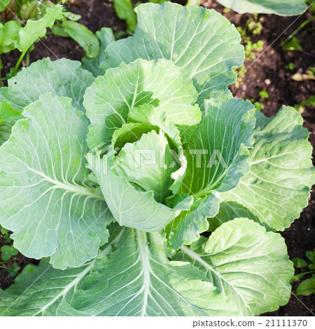 Cabbage on beds in the garden 21111370