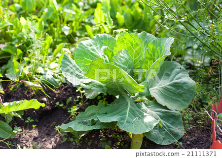 Cabbage on beds in the garden Cabbage on beds in the garden 21111371
