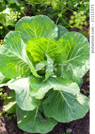 Cabbage on beds in the garden 21111373