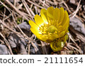 Adonis ramosa 21111654