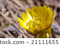 Adonis ramosa 21111655