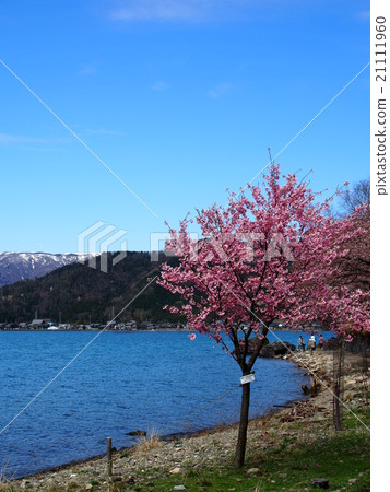 Cherry blossoms of Lake Biwa 21111960