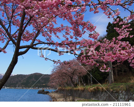 Cherry blossoms of Lake Biwa Cherry blossoms of Lake Biwa 21111961