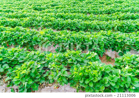 Strawberry field Strawberry field 21113006